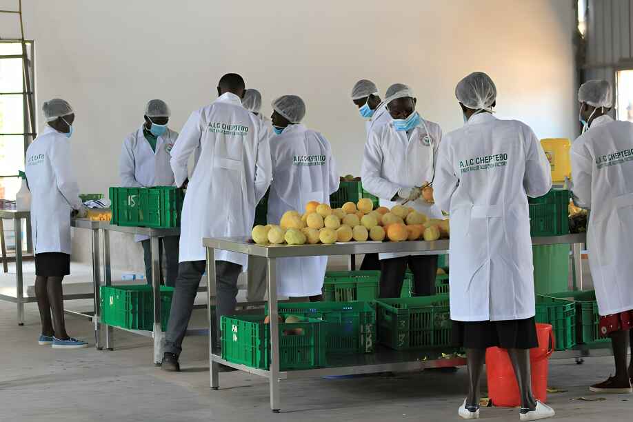 Mango Farming in Kerio Valley