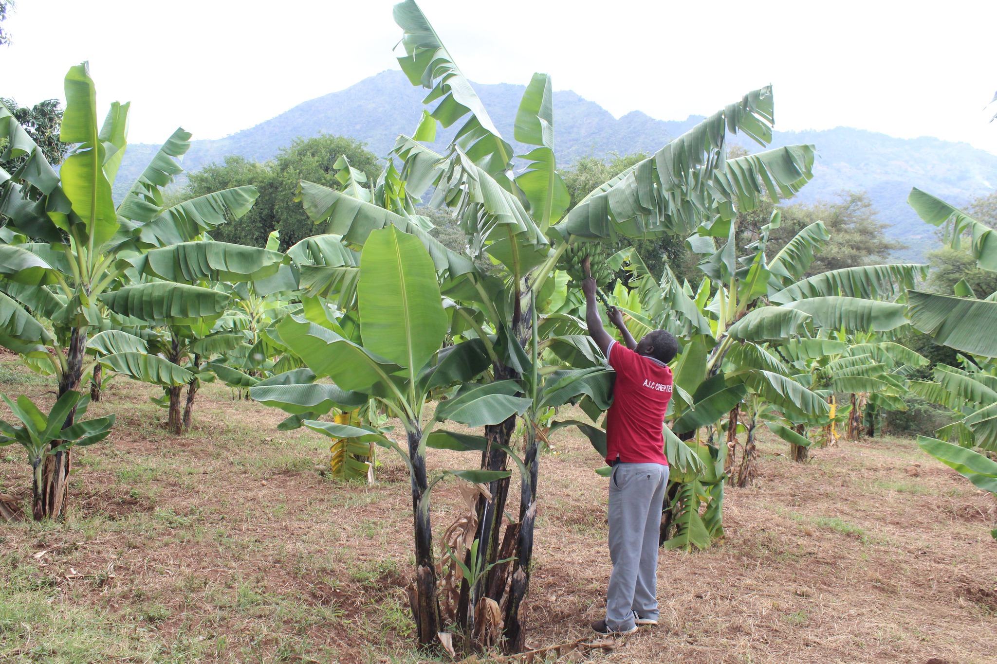 Banana Plantlets at Cheptebo