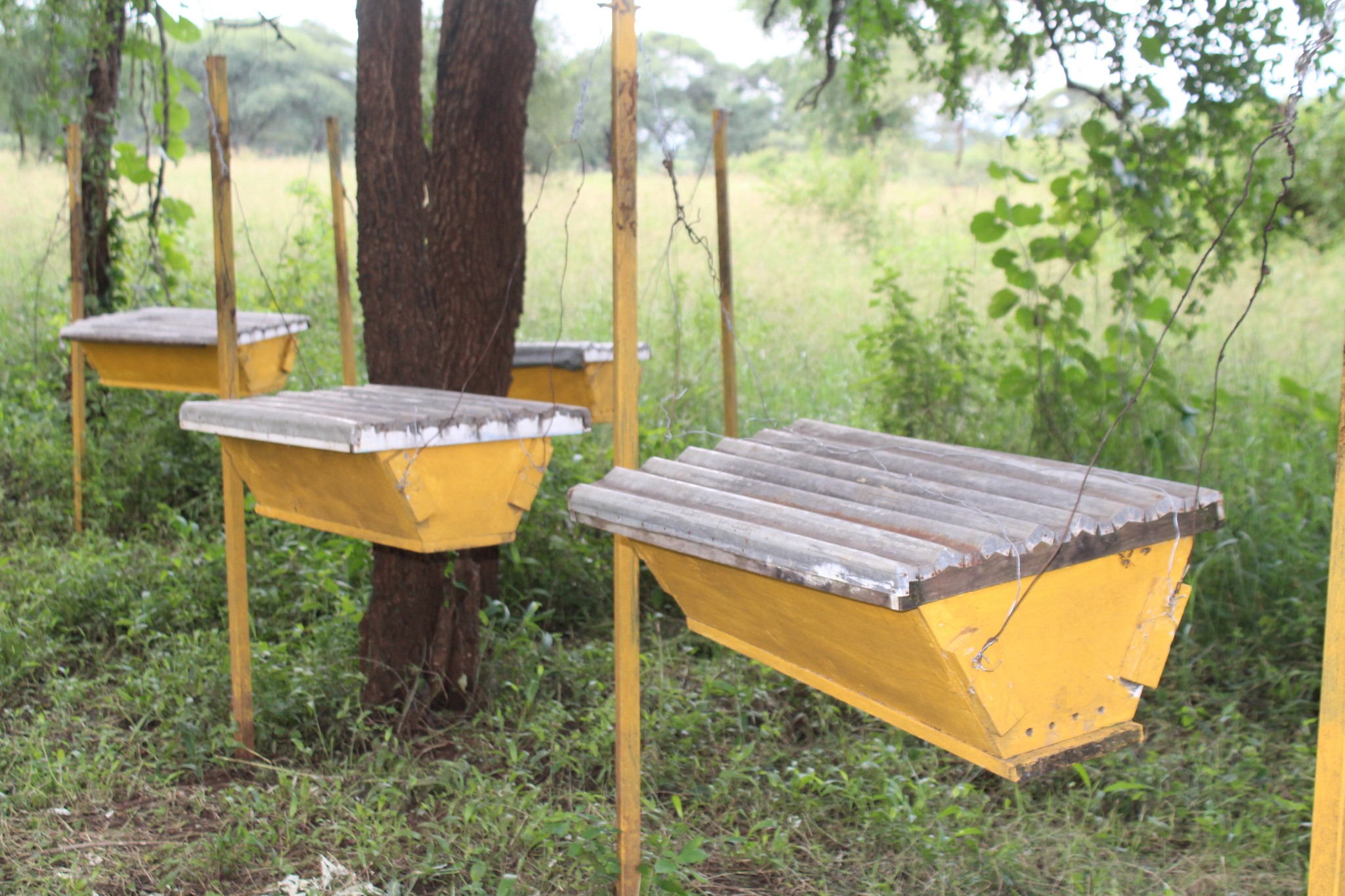 Beehives at Cheptebo