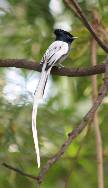 African Paradise Flycatcher