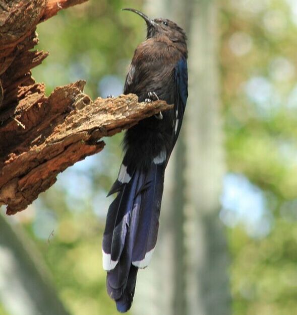 African Scimitarbill