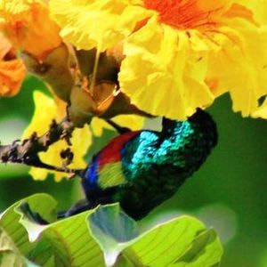 Beautiful Sunbird