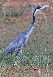 Black-Headed Heron