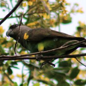 Brown Parrot