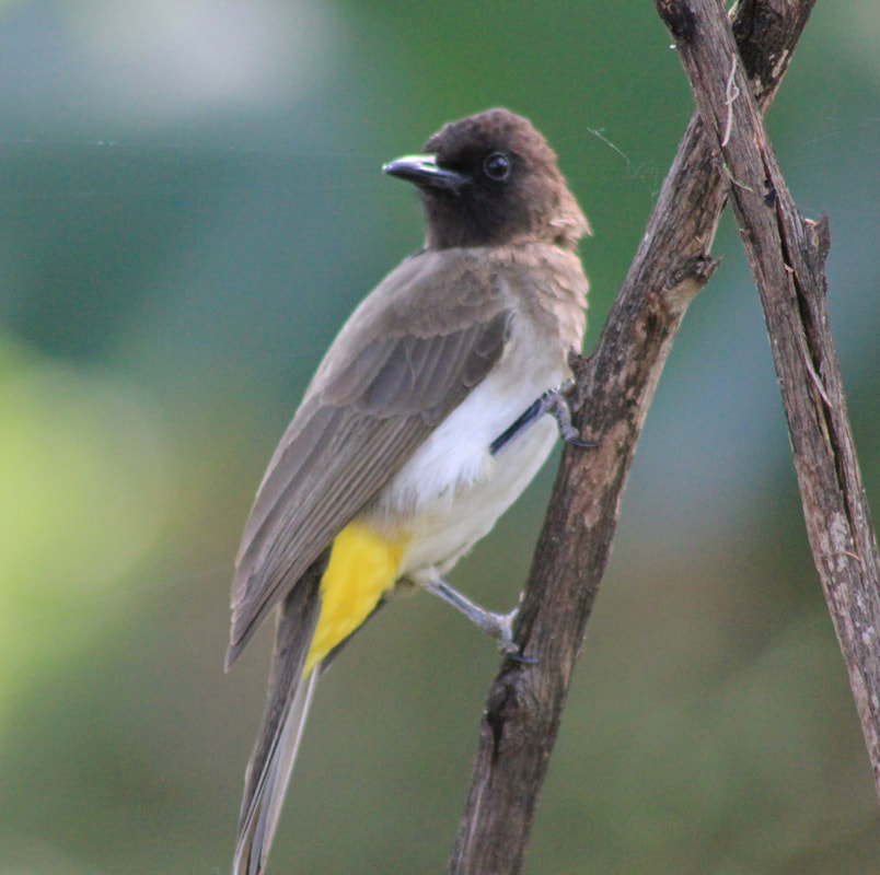 Common Bulbul