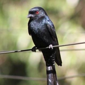 Common Drongo