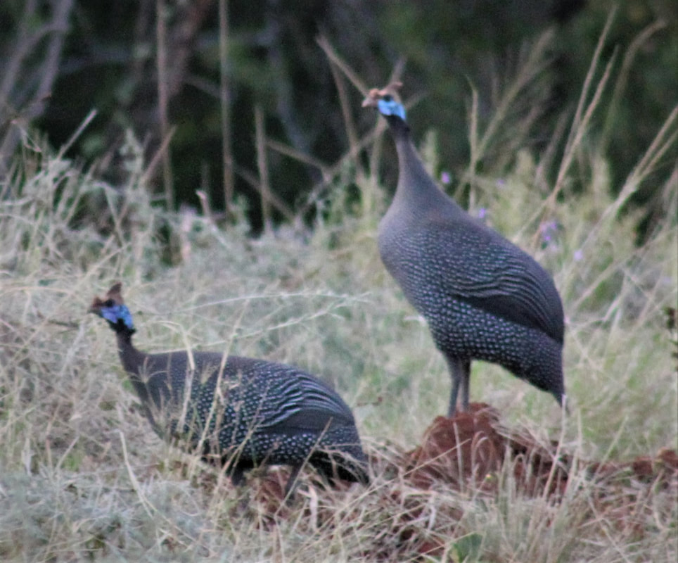 Crested Guineafowl