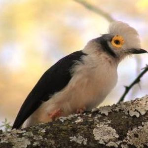 Crested Helmet Shrike