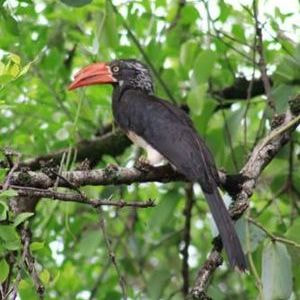 Crowned Hornbill