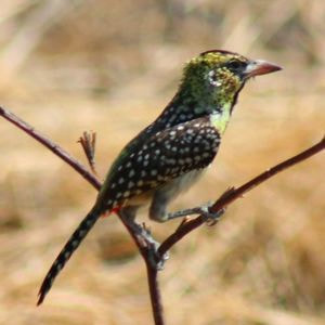 D'Arnaud's Barbet