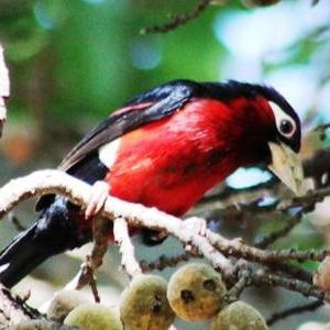 Double Toothed Barbet
