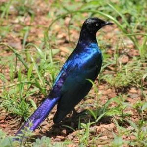 Glossy Starling
