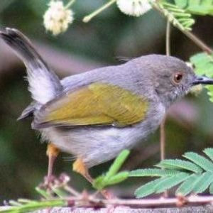 Grey Backed Camaroptera