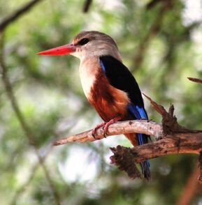 Grey Headed Kingfisher