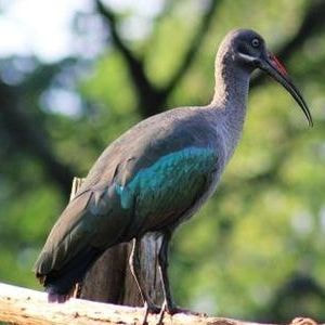 Hadada Ibis