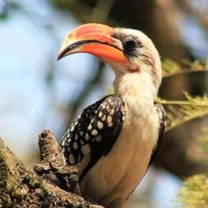 Jackson's Hornbill