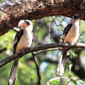 Jackson's Hornbills