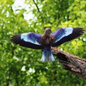 Lilac Breasted Roller