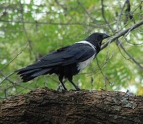 Pied Crow