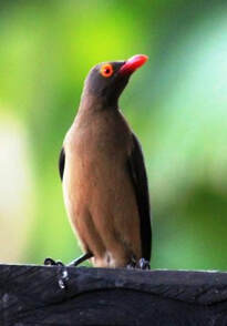 Red-Billed Oxpecker