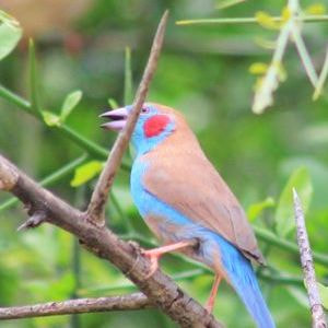 Red-Cheeked Cordon Bleu