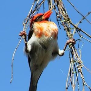 Red Headed Weaver