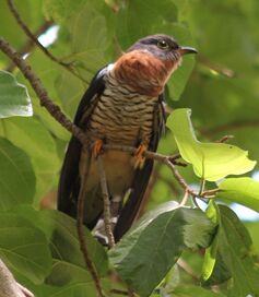 Red-Chested Cuckoo