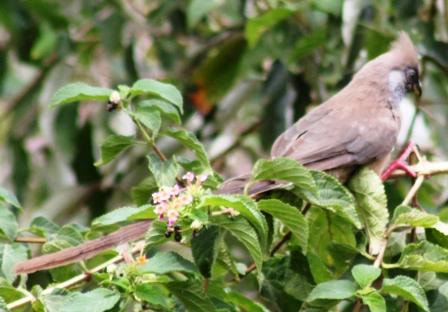 Speckled Mousebird