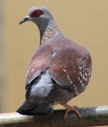 Speckled Pigeon