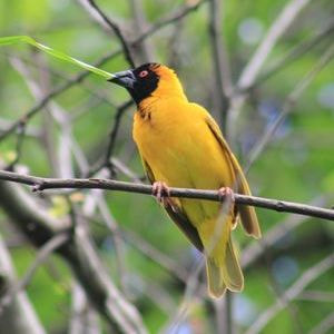 Speke's Weaver