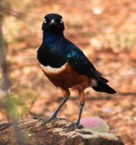 Superb Starling