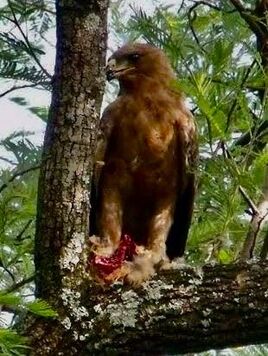 Tawny Eagle