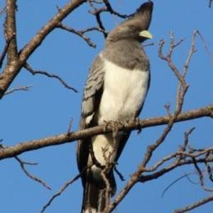 White Bellied Go Away Bird