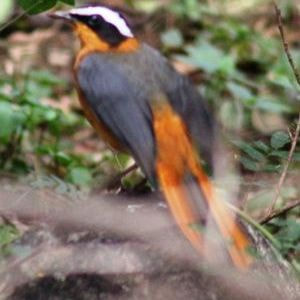 White Browed Robin Chat
