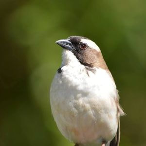 White Browed Sparrow Weaver