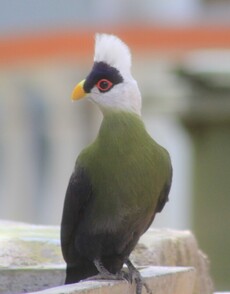 White Crested Turaco