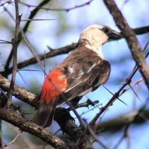 White Headed Buffalo Weaver