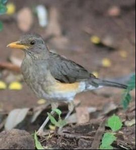 African Thrush