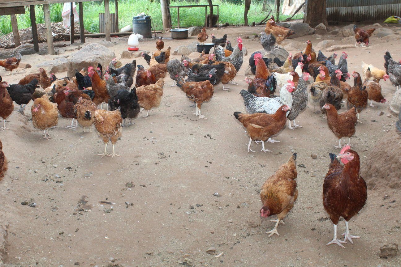 Poultry Units at Cheptebo