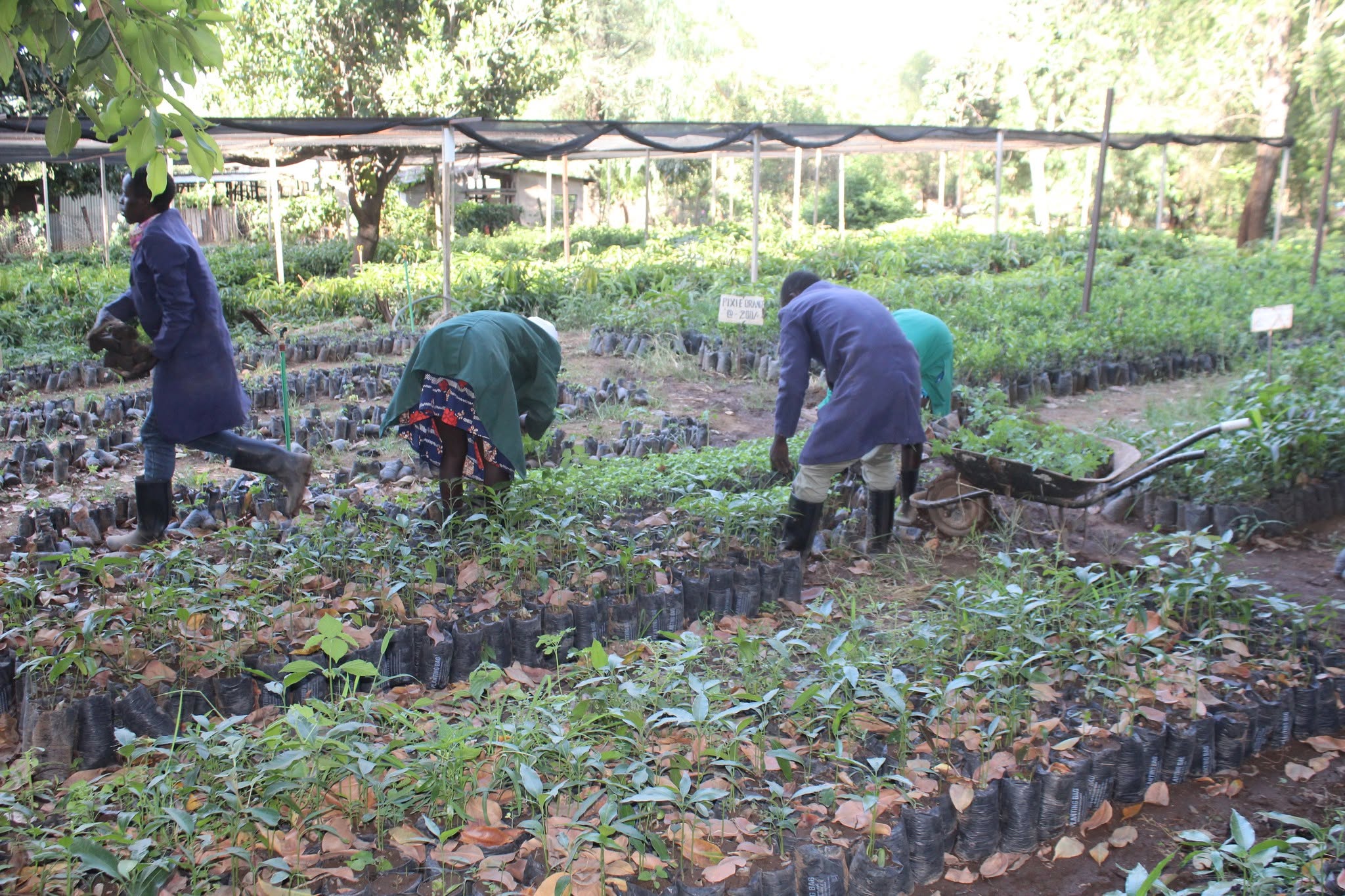 Tree Nursery