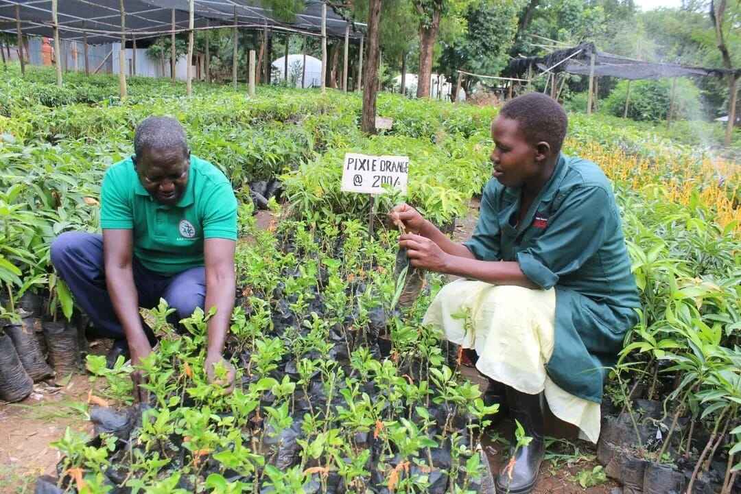 Tree Nursery & Agribusiness