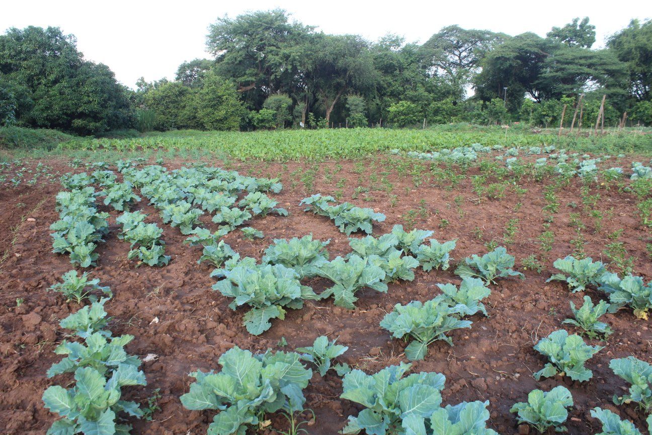 Crop Production at Cheptebo