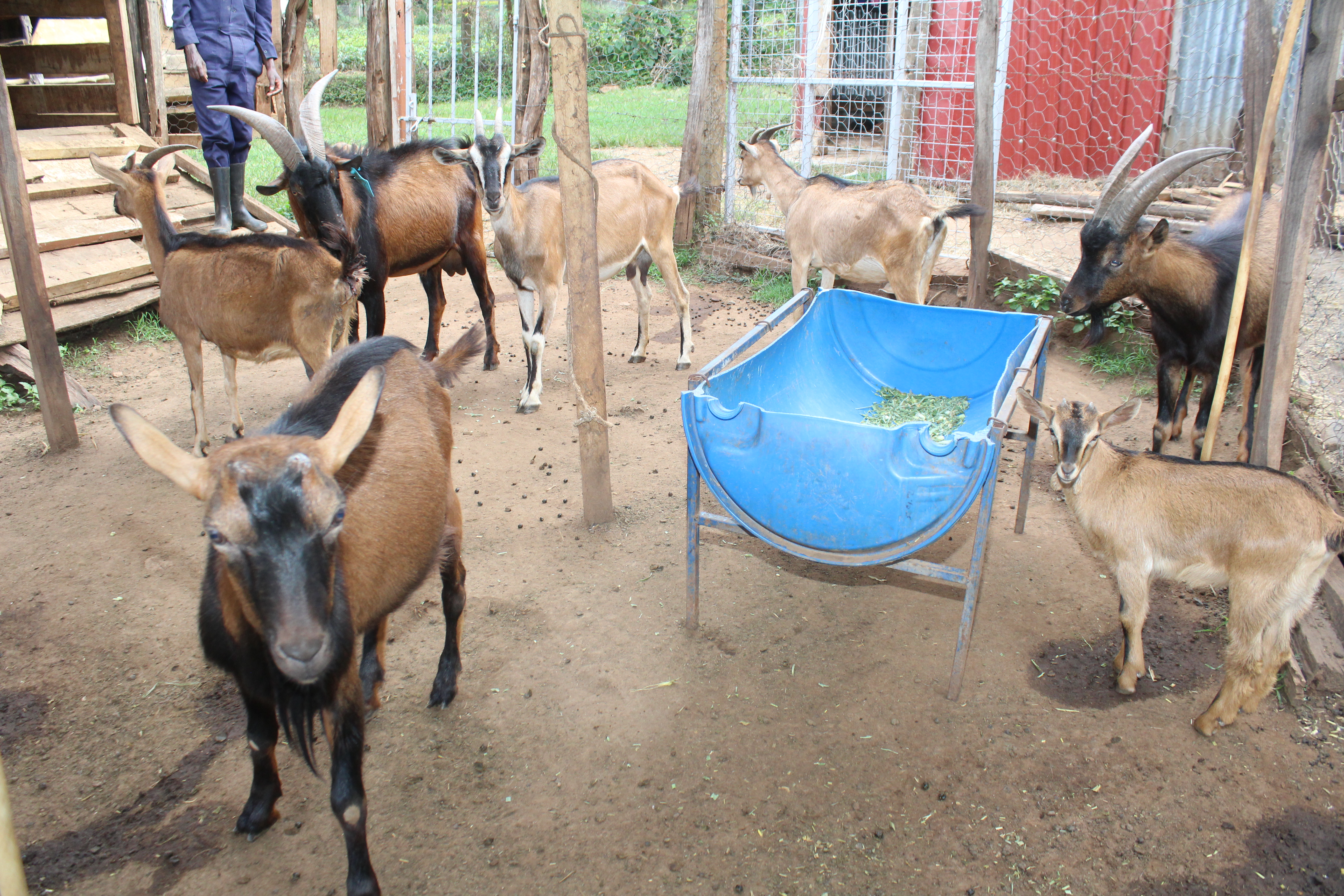 Kenya Alpine Dairy Goats