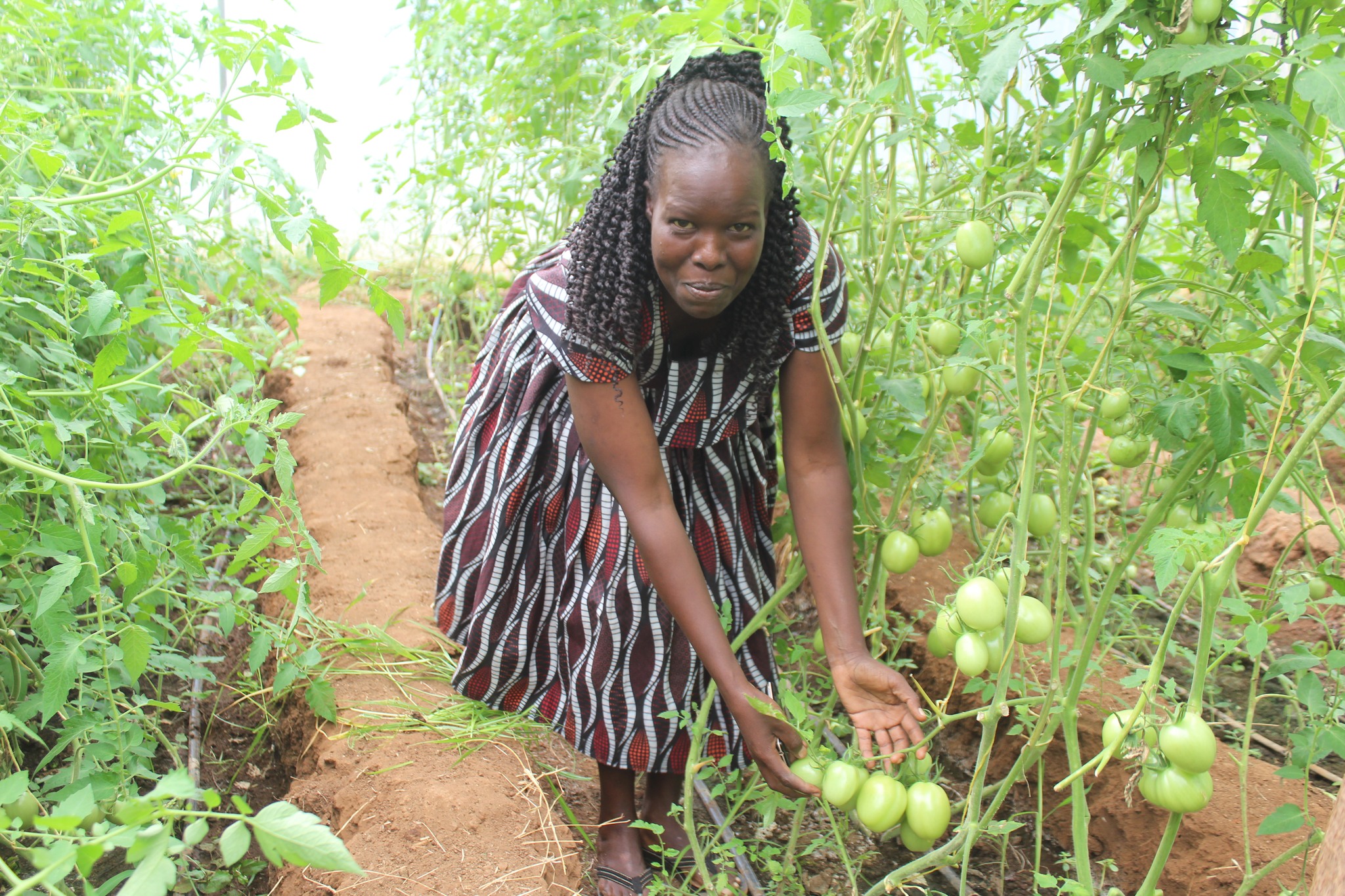 Greenhouse Production