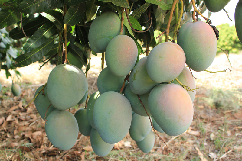 Mango Ready for Harvesting