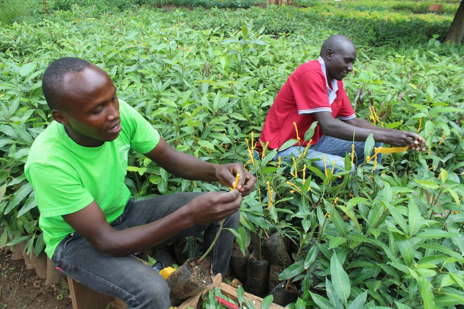 Mango Seedlings at Cheptebo