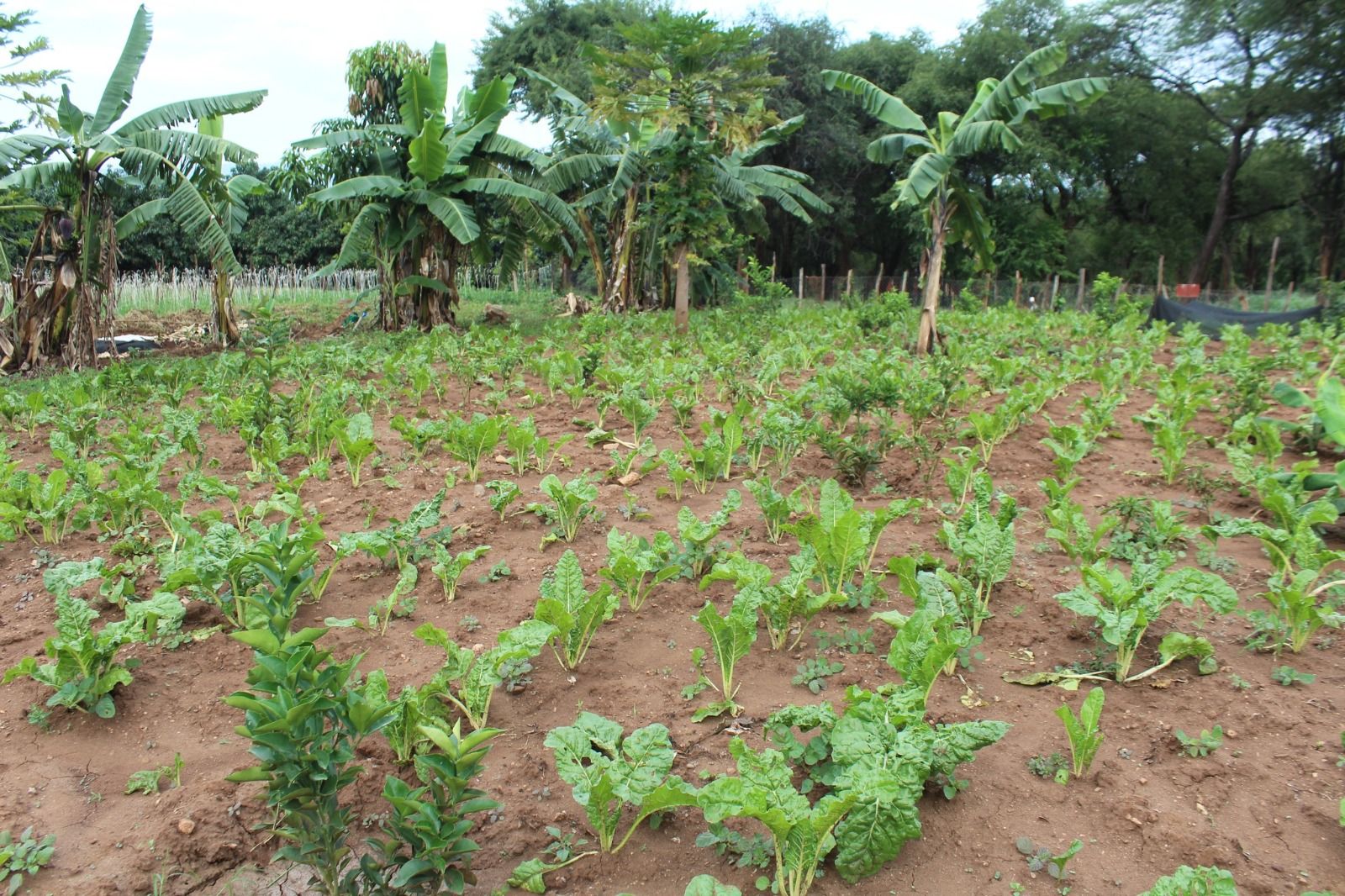 Vegetables & Field Crops